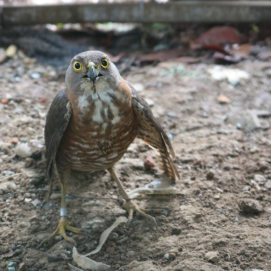 Photo 2. An orphaned Besra Sparrowhawk turned over to PENRO Rizal