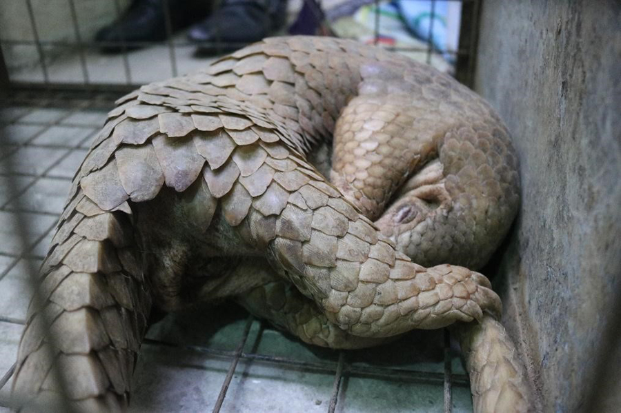 Endemic Philippine Pangolin turned over to DENR CALABARZON, sent home to  Palawan