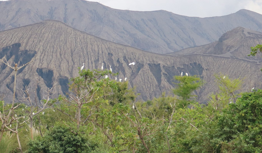 Thousands of migratory birds observed during DENR CENRO Calaca’s monitoring for October
