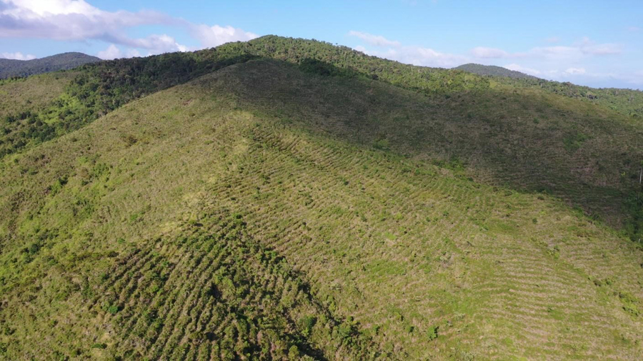 NGP Timber Plantation in Bagong Silang nears being 100% planted 
