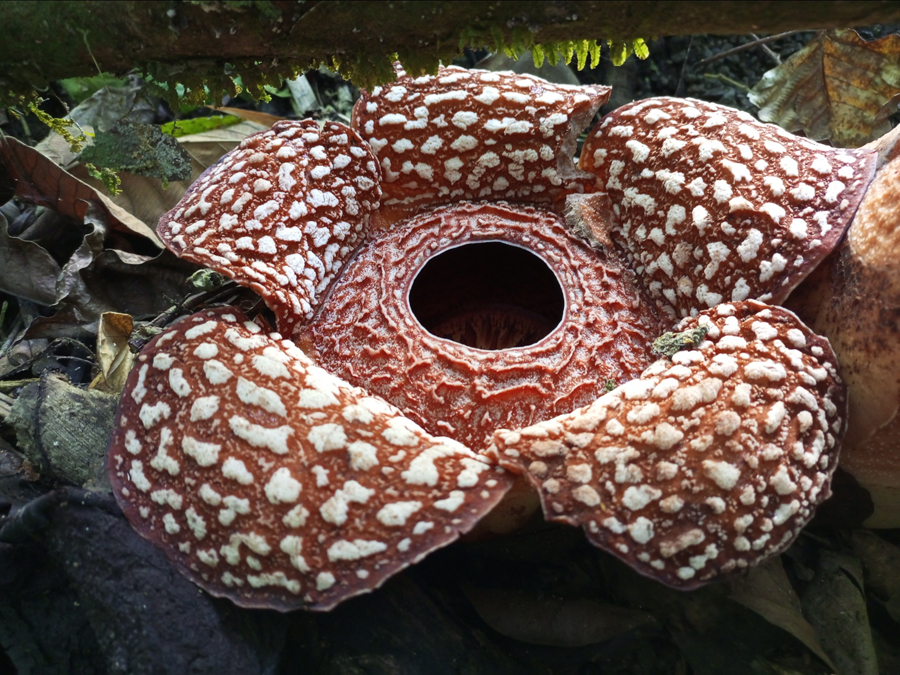 Endangered Rafflesia spotted at Mts. Banahaw-San Cristobal Protected Landscape