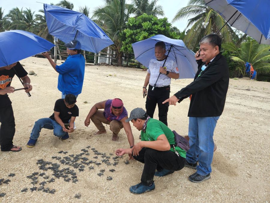 DENR USEC ADOBO WITNESSES NEWLY HATCHED TURTLES IN BRGY. CUTCUTAN, CATANAUAN, QUEZON
