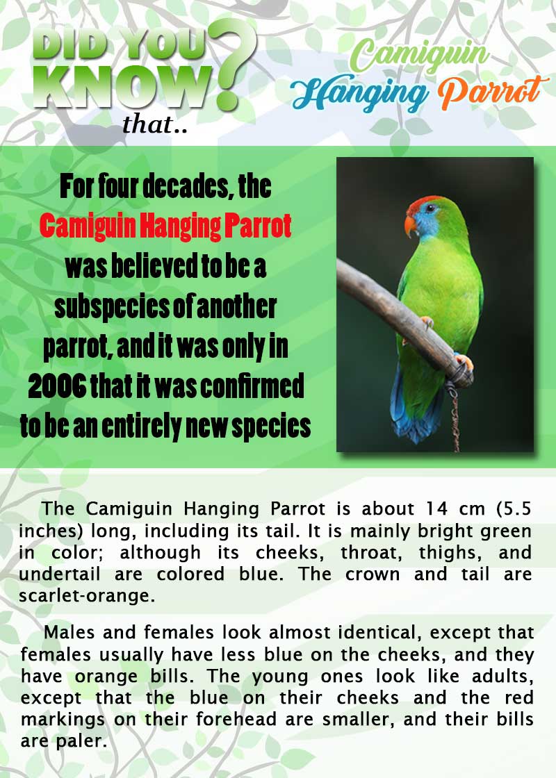 Camiguin Hanging Parrot page 1