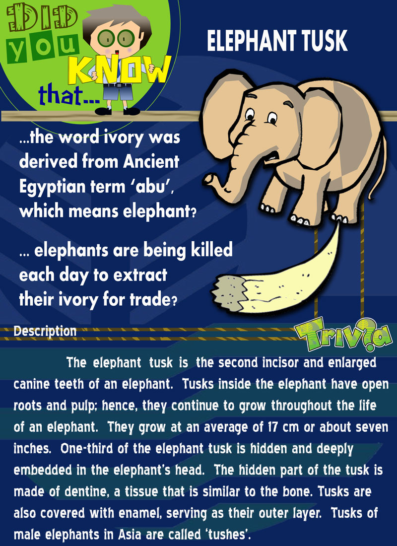 elephant page1 web